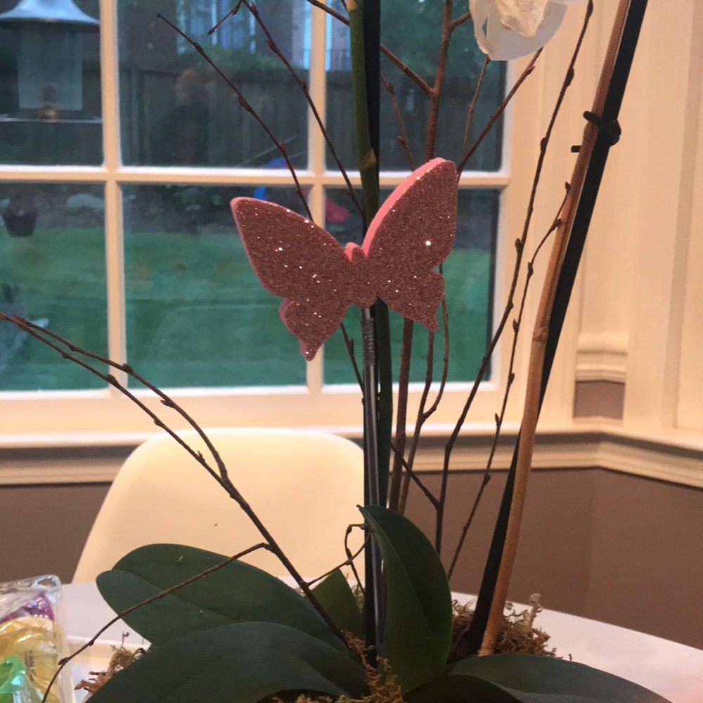 Meet your Posher, Cynthia
